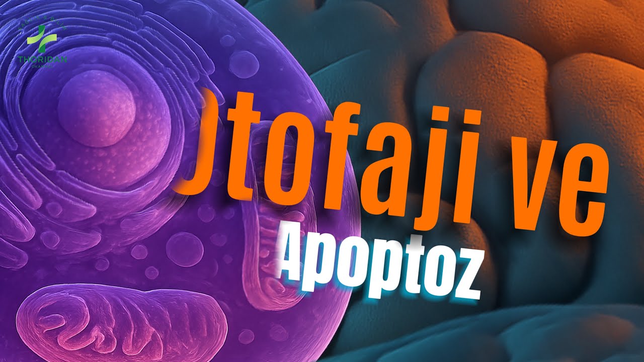 H&uuml;crenin Ka&ccedil;ınılmaz Sonu: Otofaji ve Apoptoz