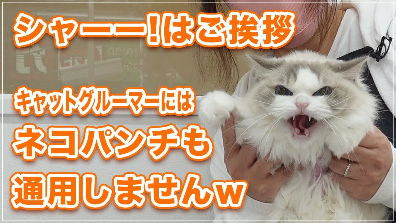 【リリーちゃん】有料級のアトバイス有り。シャーはご挨拶、ネコパンチぐらいではキャットグルーマーは怯みませんｗ【ラグドール】