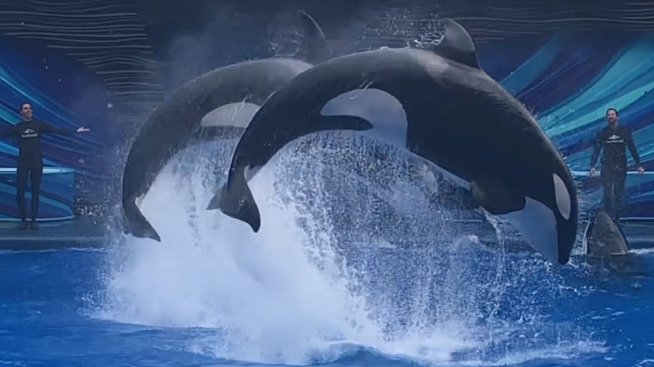 САМОЕ ПЕРВОЕ шоу «Встреча с косатками» в SeaWorld Orlando!