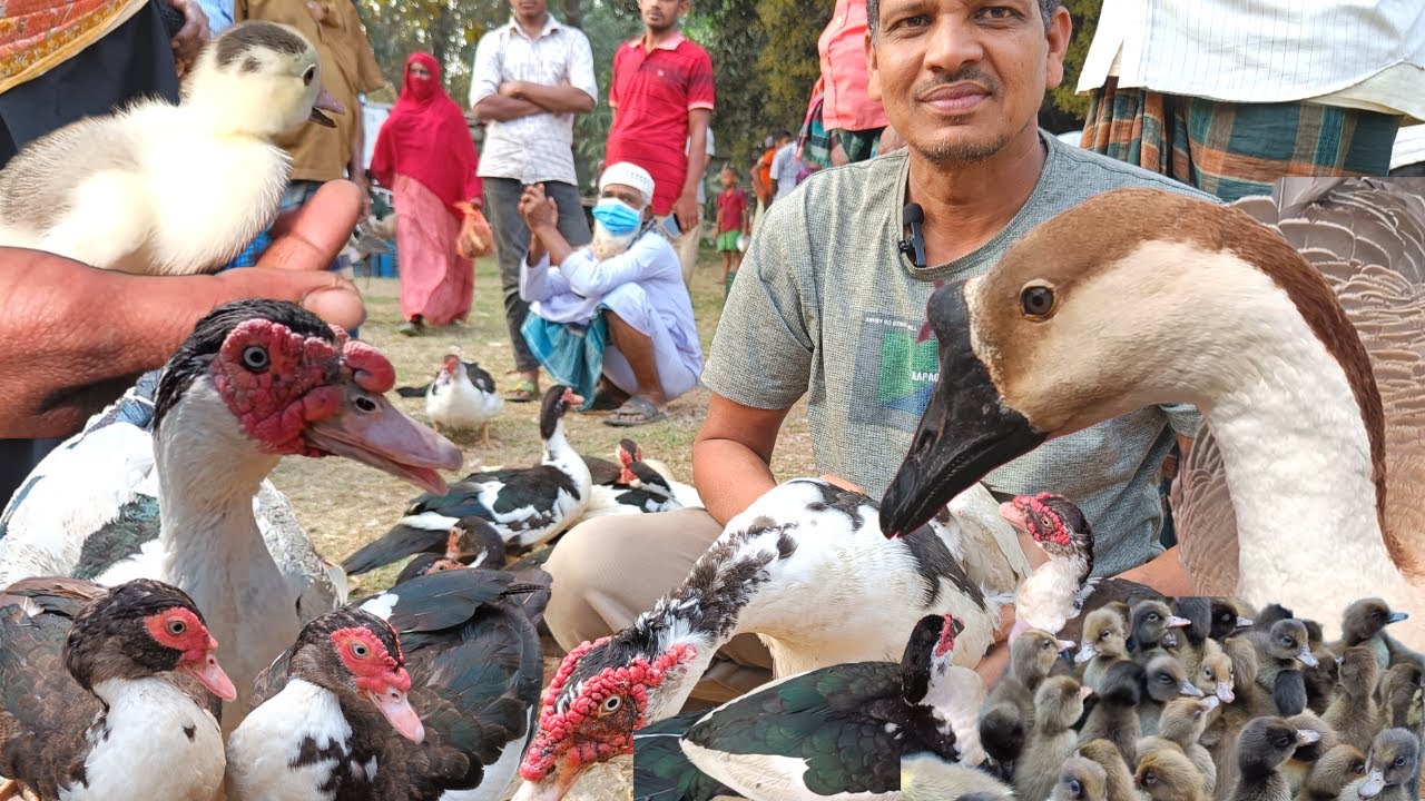 চীনা হাঁস স্পেশাল। অনেক সস্তায় পাওয়া যায় দেশি হাঁস, চীনা হাঁস, দেশি মুরগি। তিনানী, ঝিনাইগাতি ২০২৩
