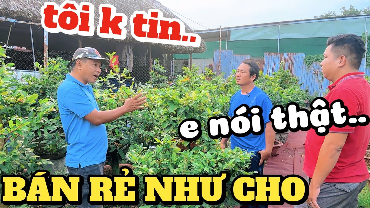 Sốc! tứ quý rớt H20 =100k vườn Lộc Tài BÁN RẺ NHƯ CHO mà khách chưa chốt lô 100 cây mai Tết 10 giống