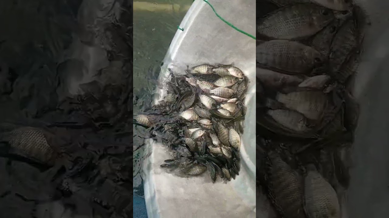 Tilapia brood stocks from decks hatchery