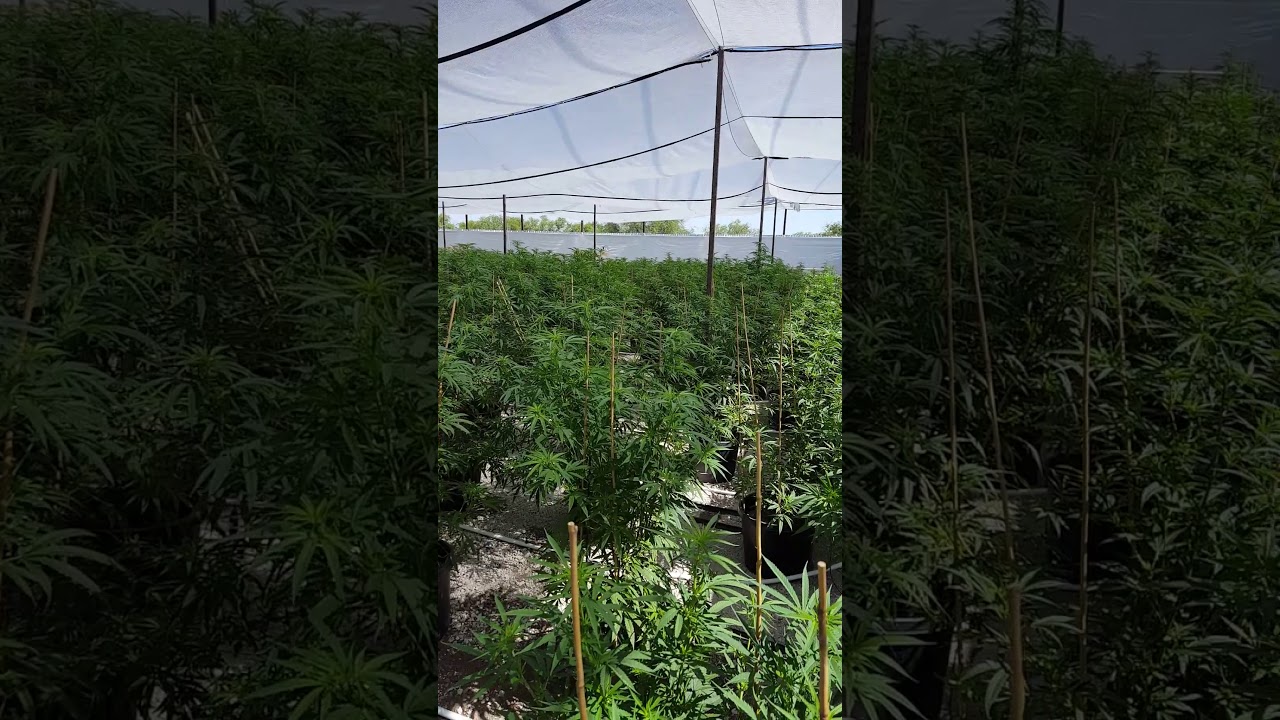 Blue Dream 2019 Outdoor Cannabis Grow