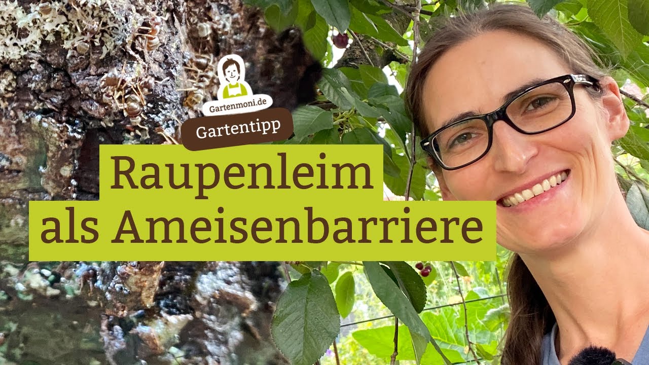 Raupenleim als Ameisenbarriere - So verhalten sich Ameisen bei klebenden Hindernissen