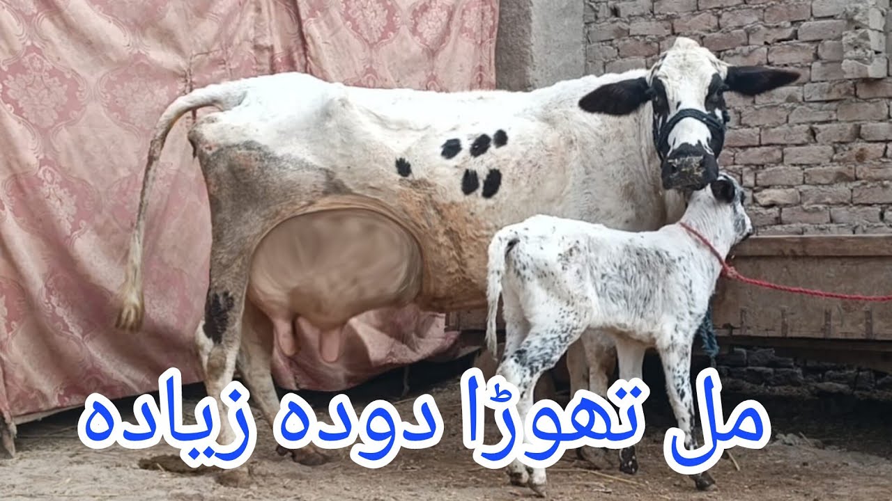 فریزین جرسی کراس گائے سیل آن پاکستان یوٹیوب 03051845466.==26.1.2026