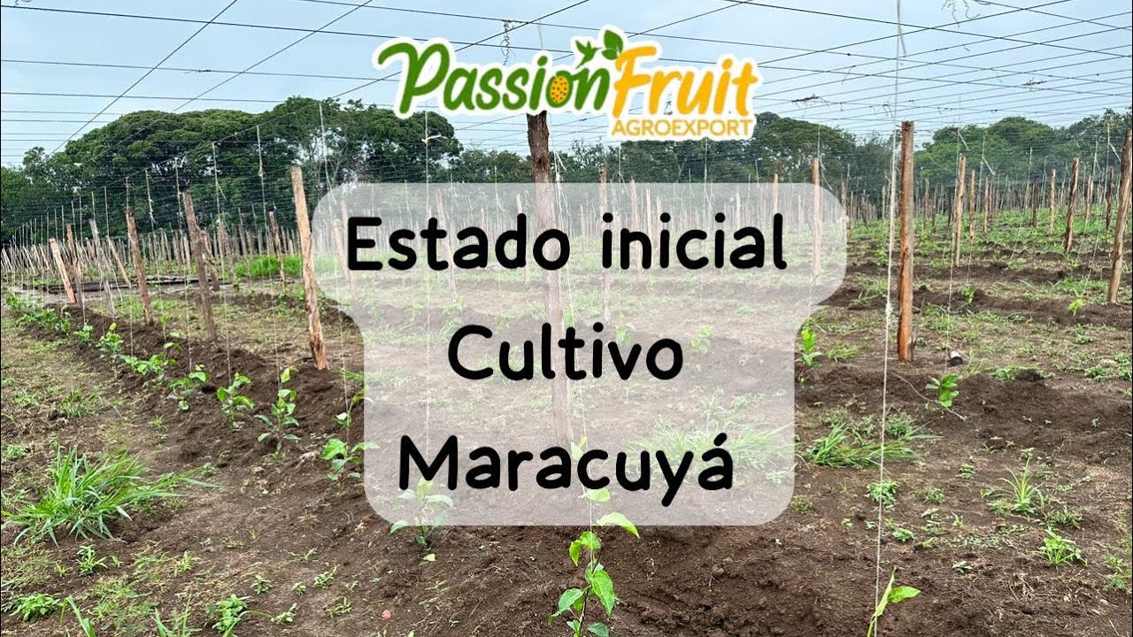 Estado inicial del cultivo de Maracuyá