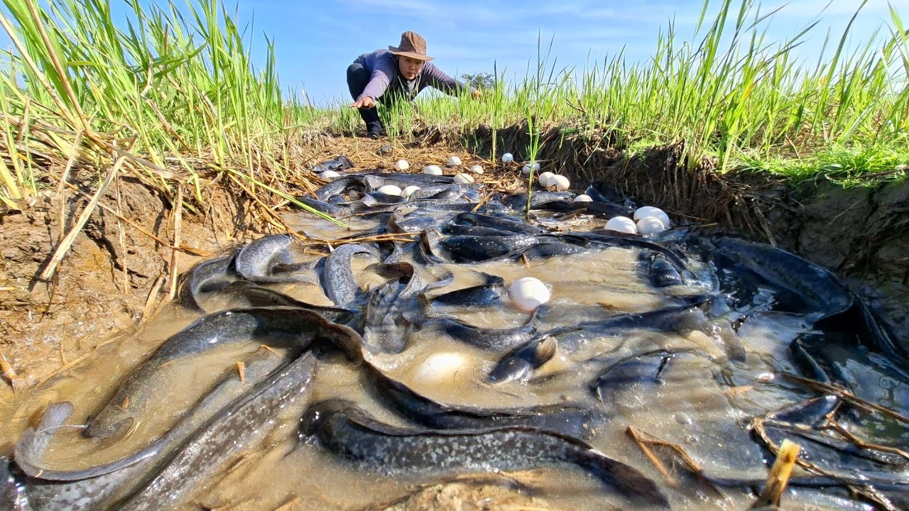 Top amazing fishing! A female farmer catch fish a lot of and pick duck eggs in the rice fields 
