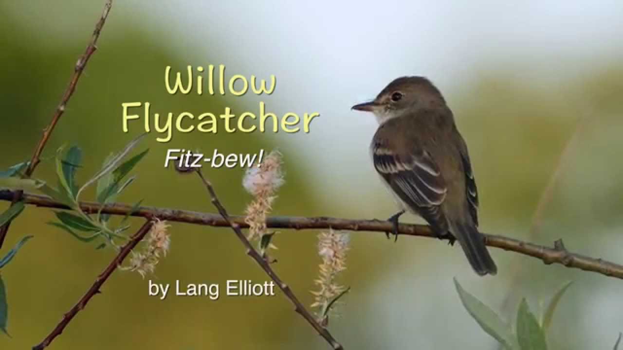 Willow Flycatcher – Fitz-bew!