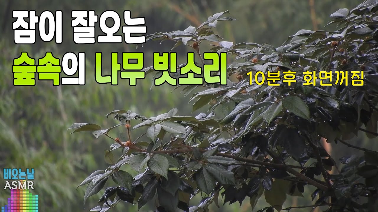 잠 잘오는 숲속의 나무 빗소리/ 이명치료효과/ 10분후 화면꺼짐