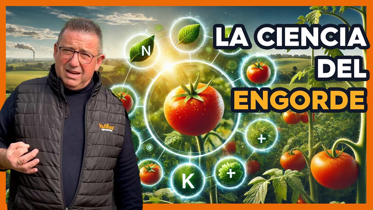 🍅 Estrategia ENGORDE y MADURACIÓN en el TOMATE