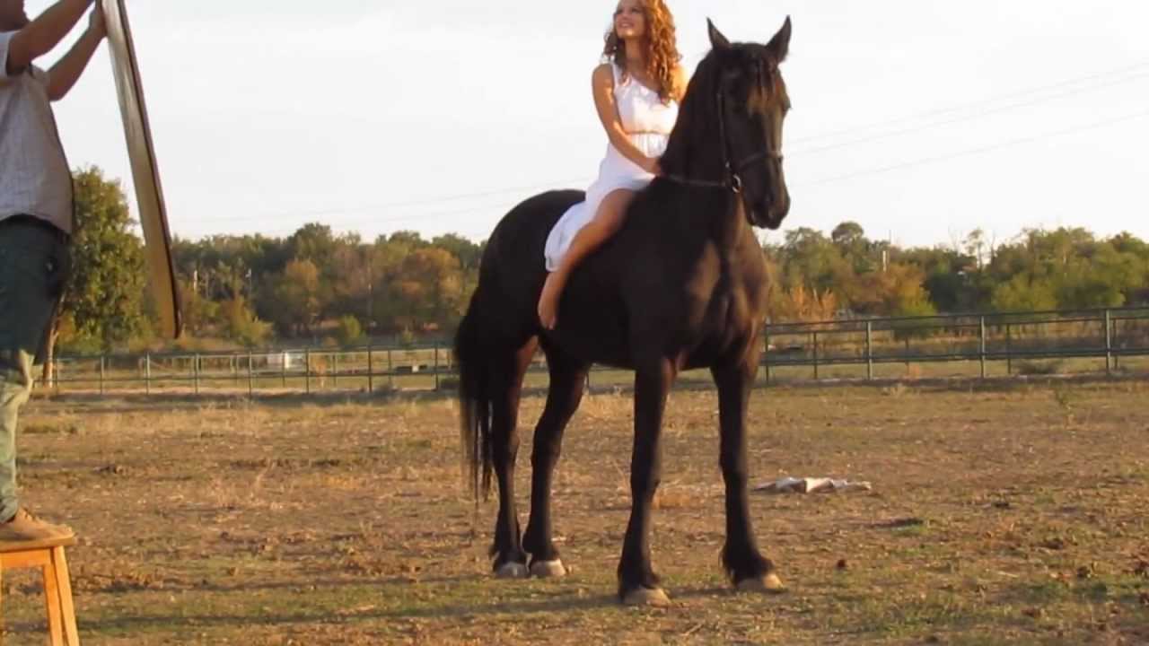 Equine photoshoot with friesian: Behind the scenes Neli and Harizma