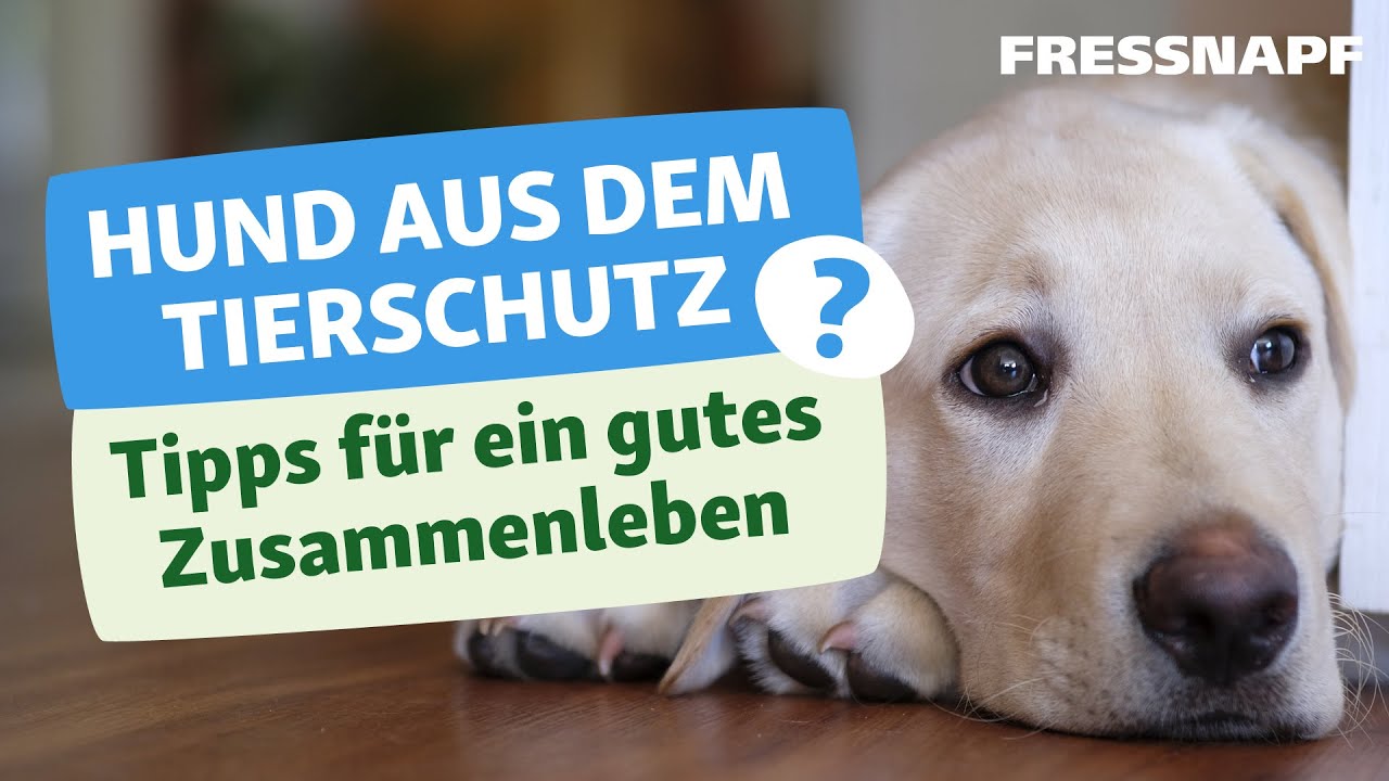 Herausforderungen bei Hunden aus dem  Tierschutz I Tipps zur Anschaffung I FRESSNAPF