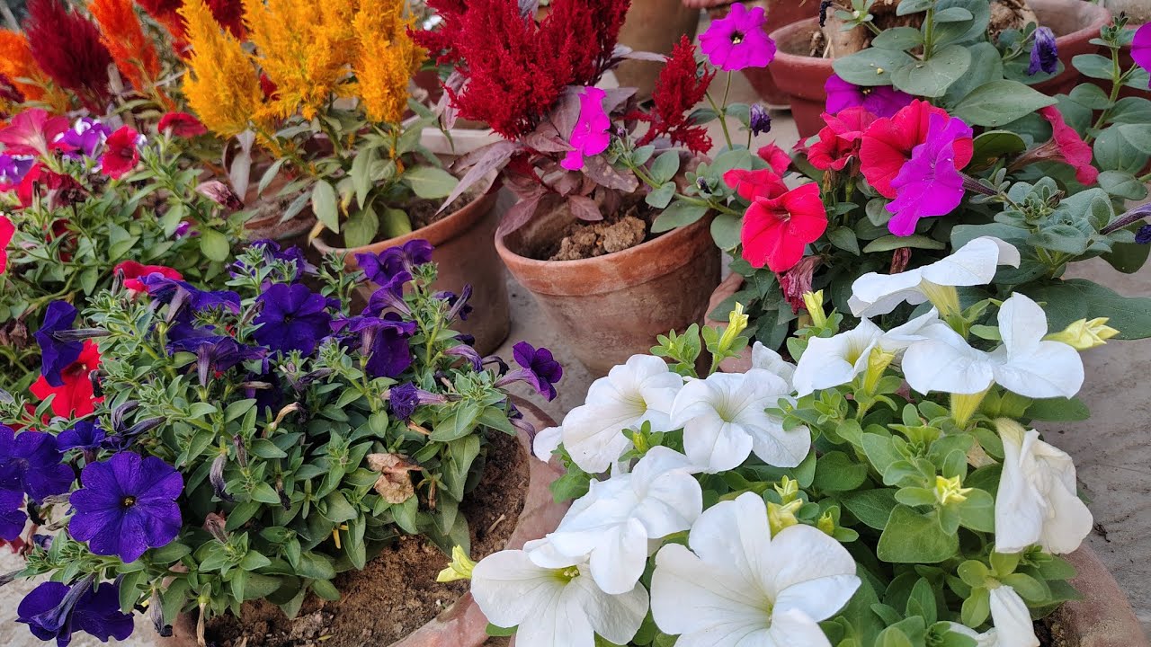 🌿 Rooftop Garden Tour | Simple & Beautiful Plants @WeluvGardening