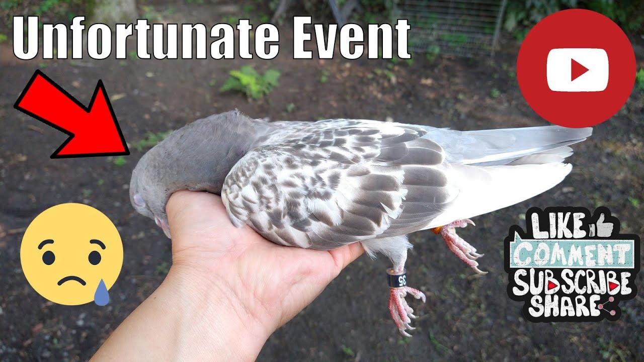 Unfortunate Event (Birmingham Roller Pigeons)