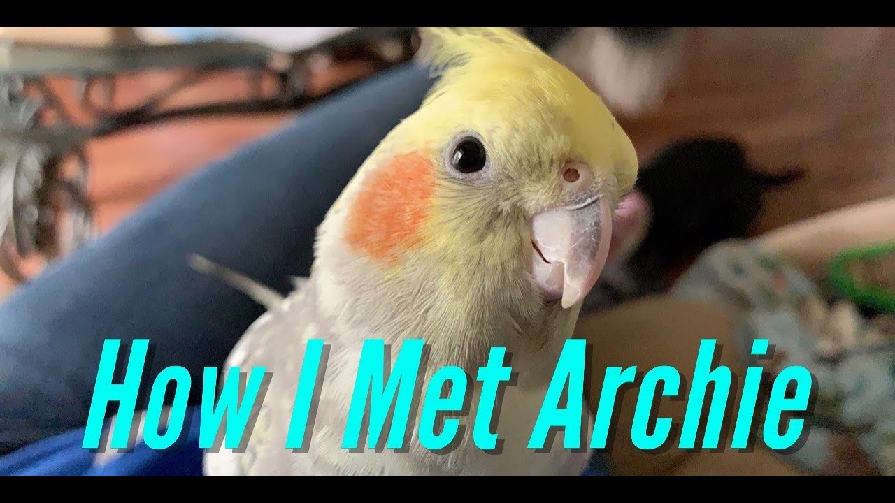 How I got Archie the Cockatiel/ About Getting a New Cockatiel