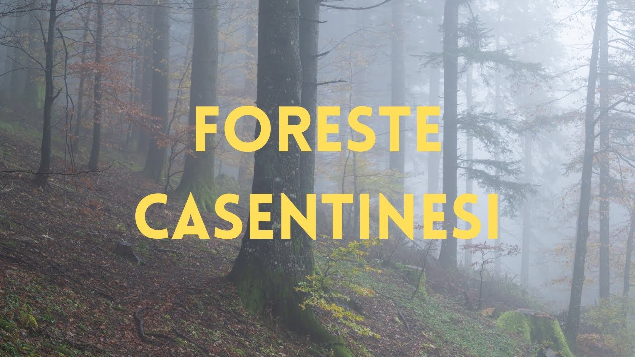 FOLIAGE nelle Foreste Casentinesi - Fotografie sotto la pioggia e con la nebbia