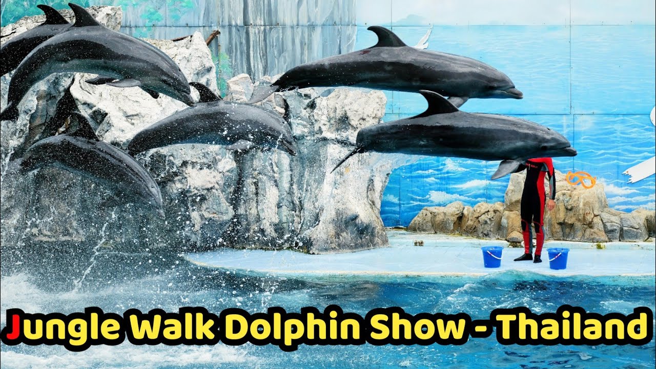 #safari world #dolphin 🐬 show #thailand 🇱🇦