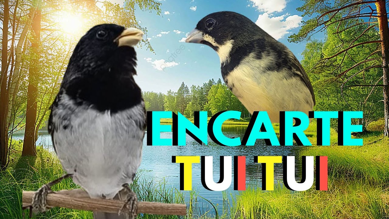 Encarte de Coleiro Tui Tui Pra Encarte e fêmea para esquentar coleiro tui tui Puro