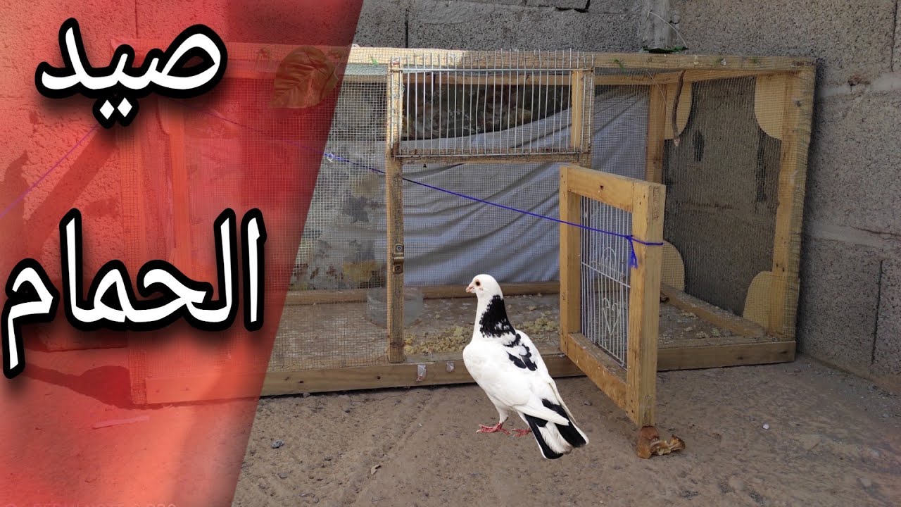 رحلة صيد | الحمام و الطيور ب ورزازات .......