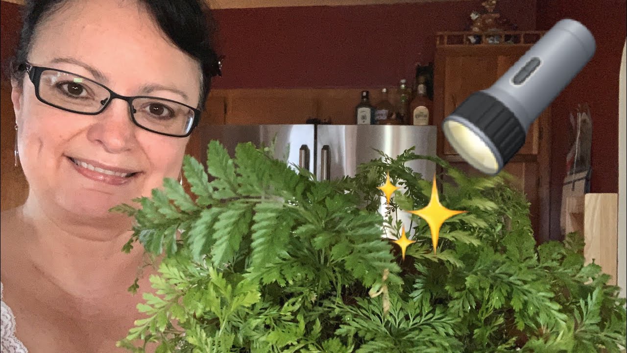 Houseplant Spotlight ✨🔦Ep.4 || Rabbit’s Foot Fern 🐇🐾|| Characteristics + General Care