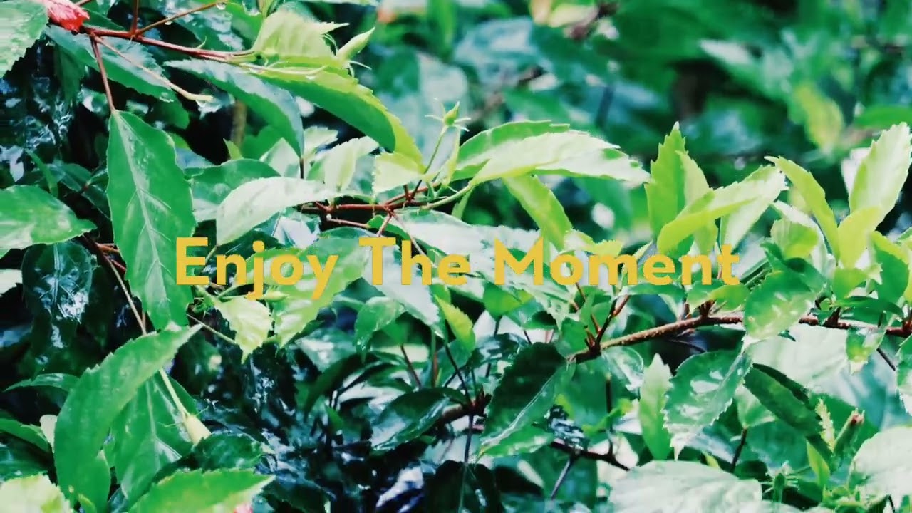 CINEMATIC VIDEO OF NATURE ❤️ #cinematic #cinematography #canonphotography #canonvideography