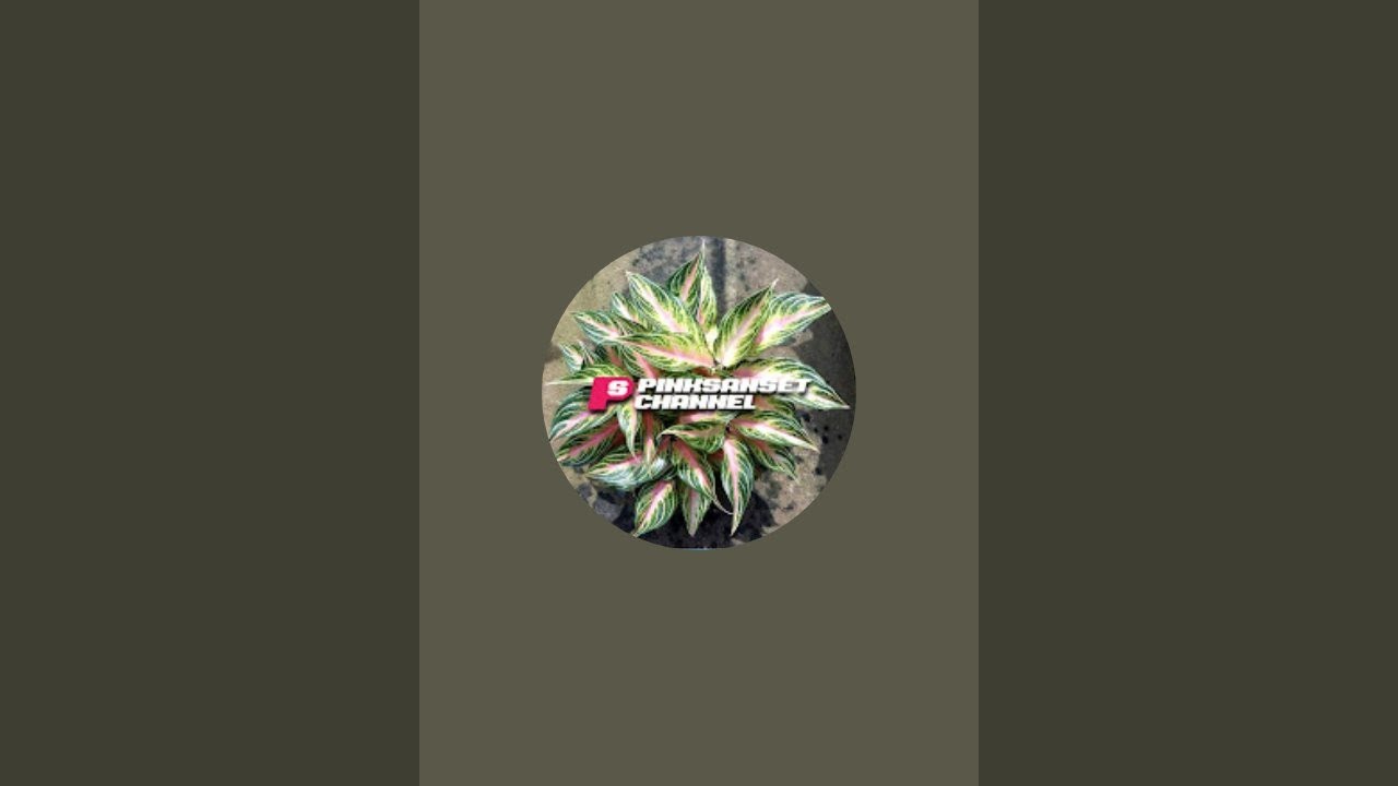 jual aglonema dan pot