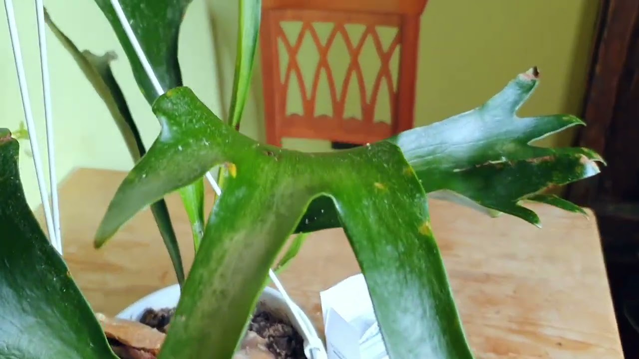 Come eliminare la cocciniglia con  l'alcol isopropilico