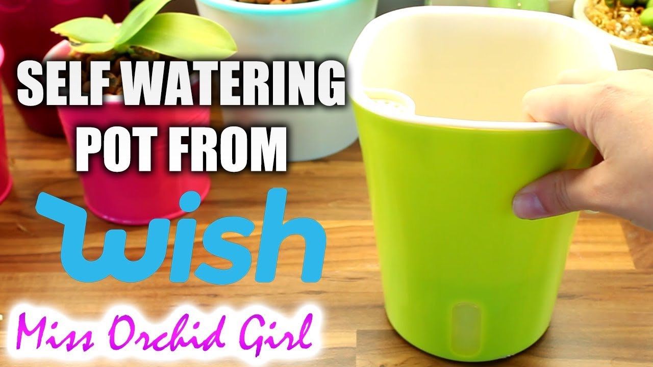 Trying out a self watering pot from Wish with my Orchid!