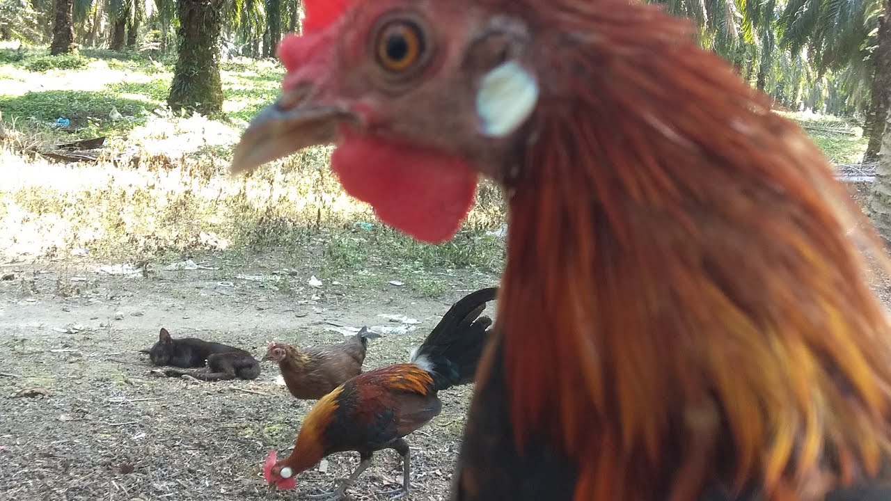 cara mudah mengajari AYAM HUTAN F1 Kokok