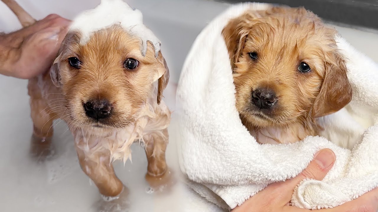 Golden Retriever Puppies Get Their First Bath!