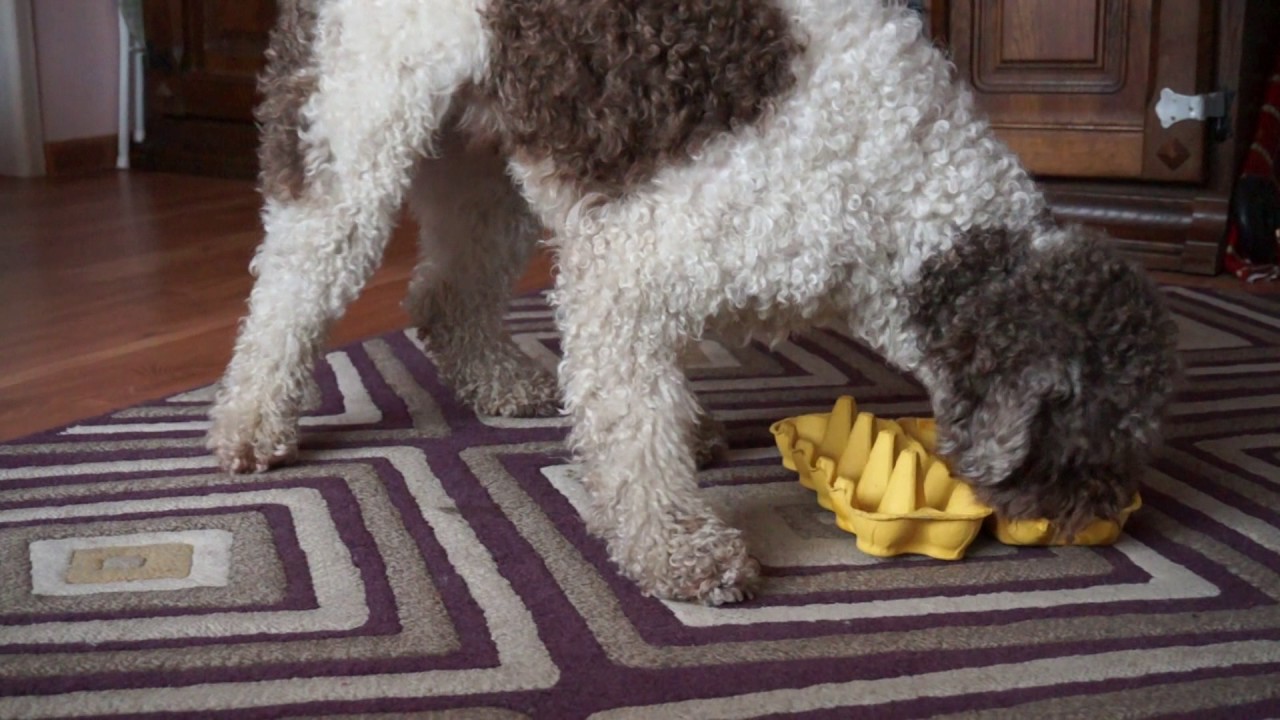 lagotto romagnolo nosework and brainwork are fun