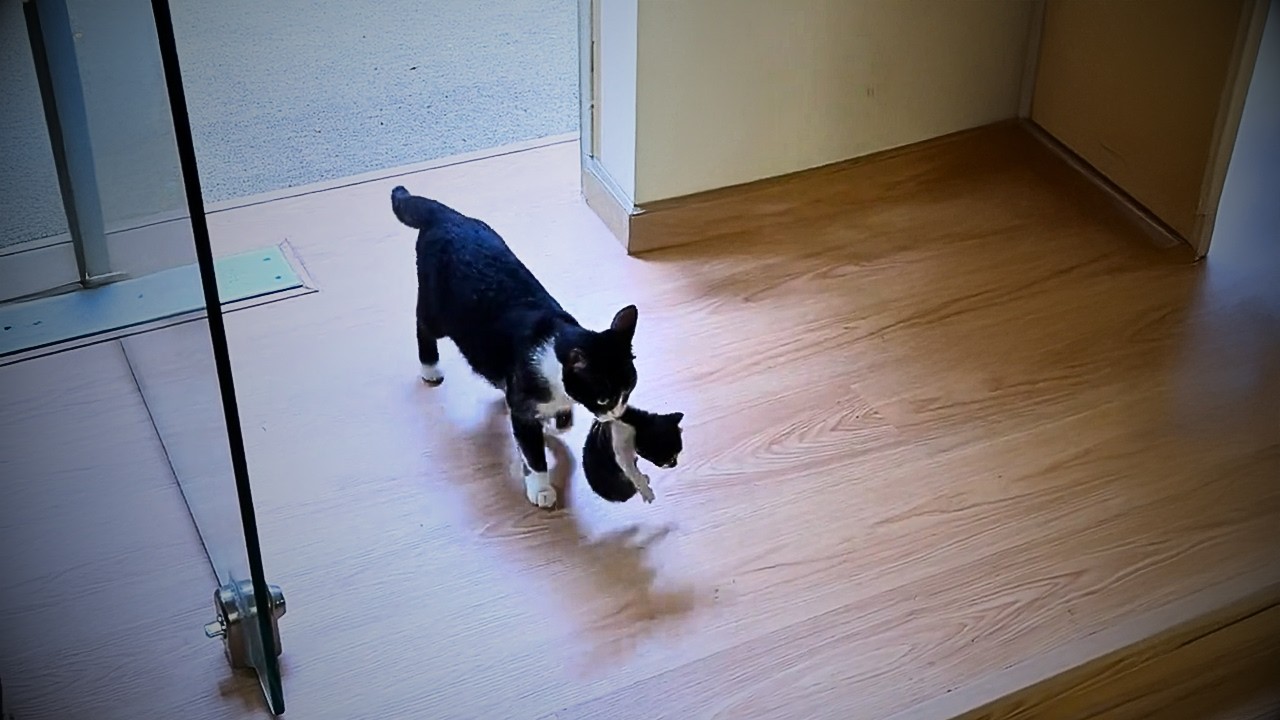 Я приютил бродячую кошку в дождливый день, а когда дождь закончился, она привела всех своих котят.