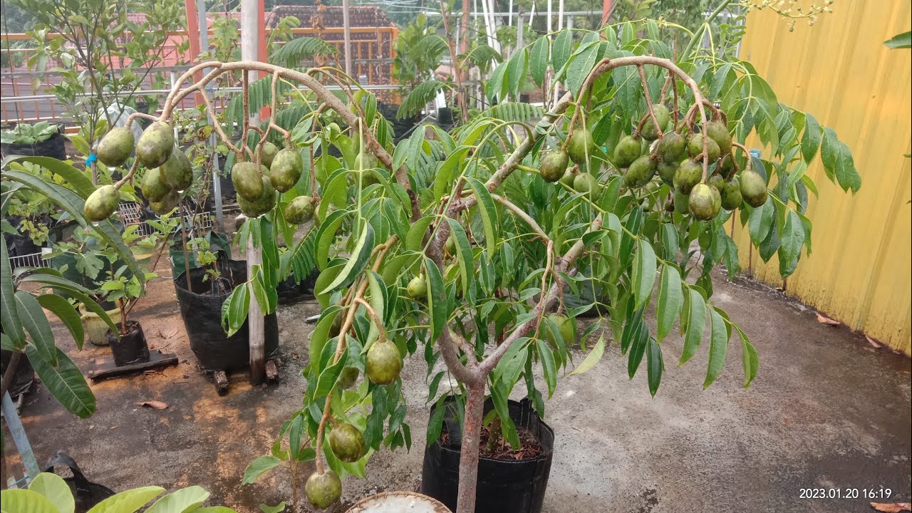 Cukup di Pot, KEDONDONG ini berbuah lebat tanpa henti