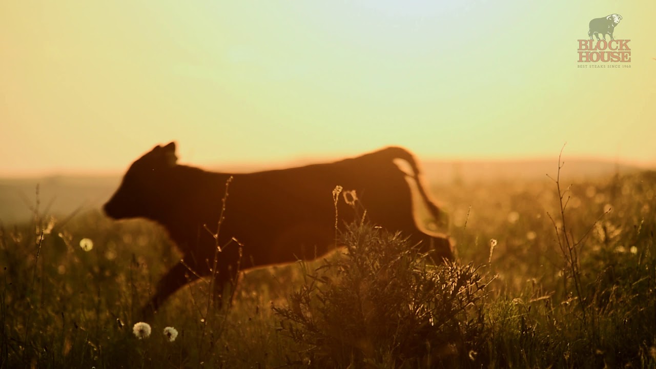SIEBENB&Uuml;RGEN &ndash; BLACK ANGUS-PROGRAMM
