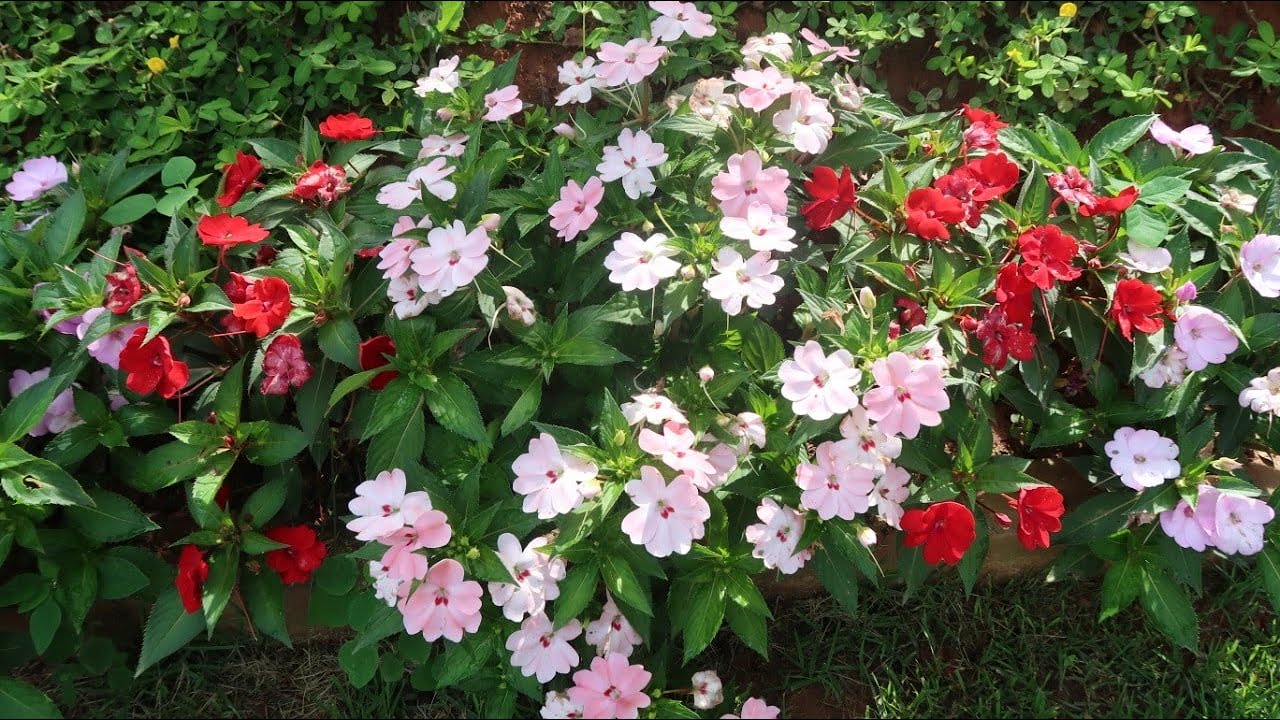 SUNPATIENS PLANTA ÍNCRIVEL (Planta de Sol). Como plantar nos vasos, jardins, canteiros, bordadura.