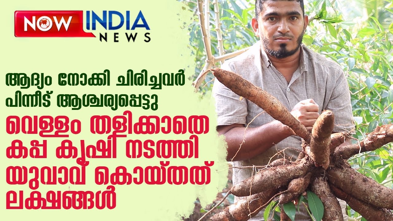 വെള്ളം തളിക്കാതെ കപ്പ കൃഷി നടത്തി യുവാവ് കൊയ്തത് ലക്ഷങ്ങള്‍