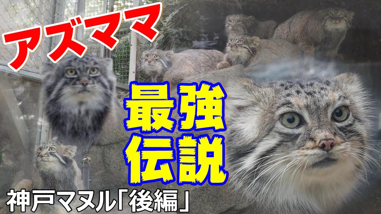 【神戸マヌル後編】アズママ最強伝説🐾mother is strong