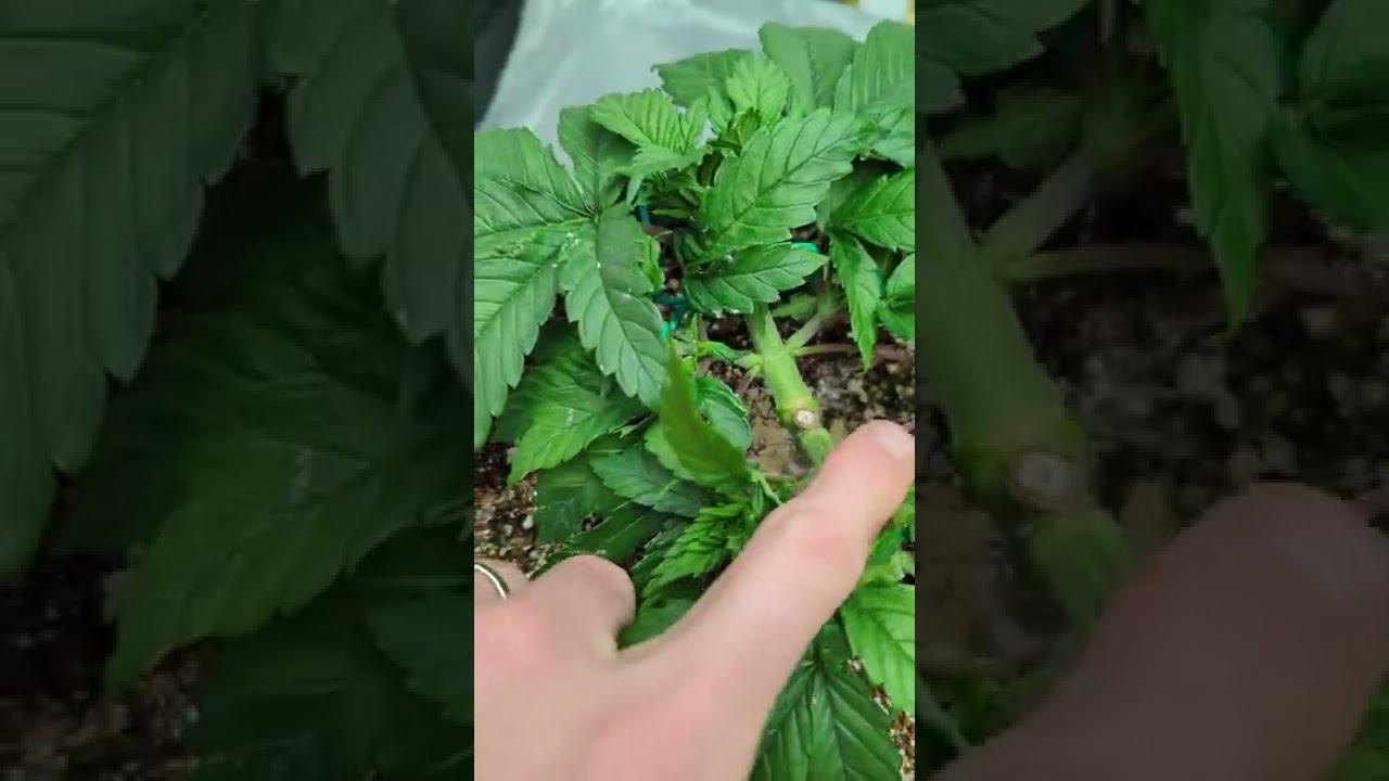 mainline training cannabis - establishing the manifold