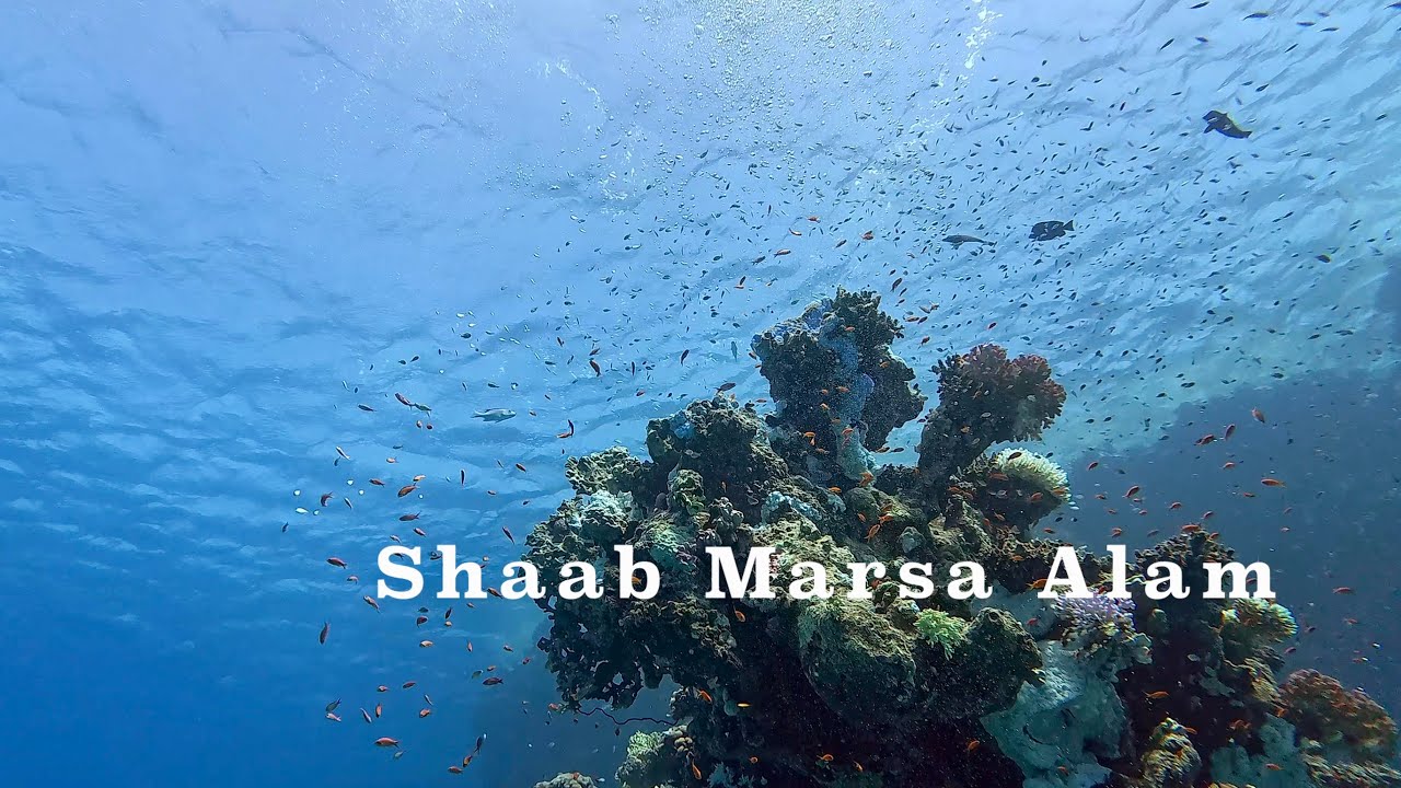 Diving Shaab Marsa Alam Egypt Tauchen Ägypten