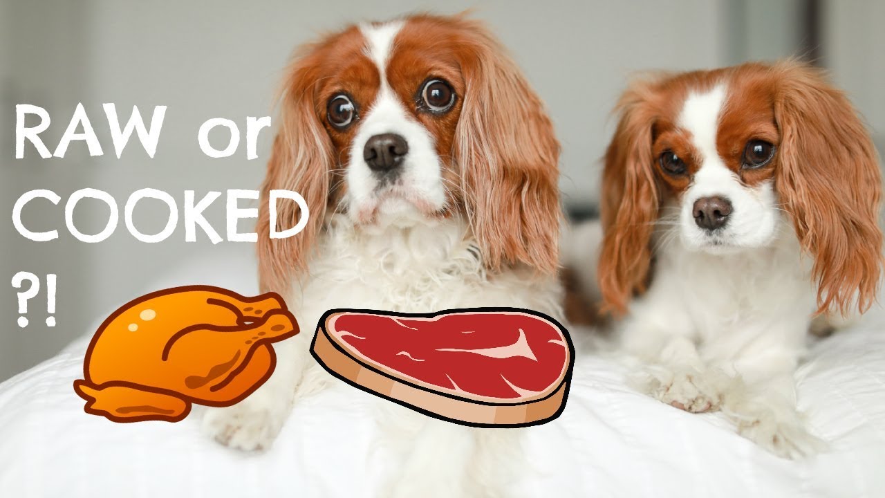 DO DOGS PREFER COOKED OR RAW MEAT?