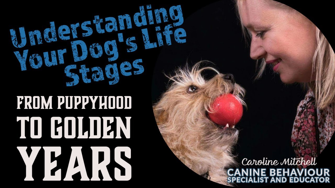 Understanding Your Dog's Life Stages: From Puppyhood to Golden Years