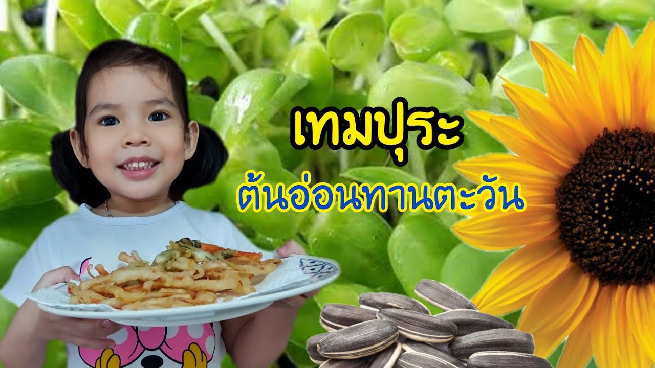 บราวนี่น้อย | ทำเทมปุระต้นอ่อนทานตะวัน