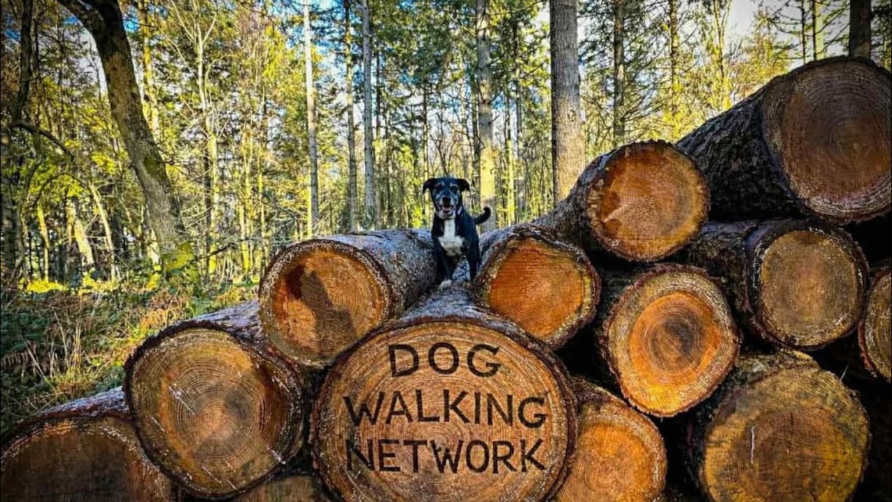 Frosty dog walking in the UK woods 🪵 with healing music 🎶