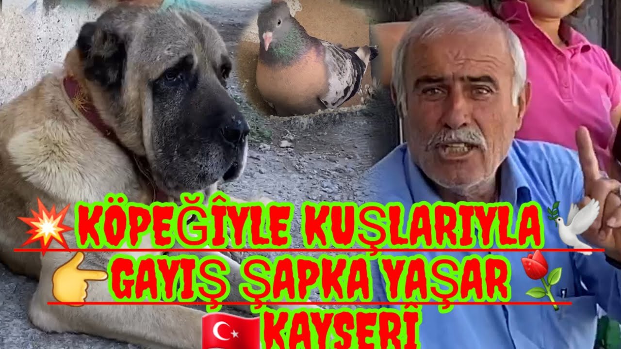 ?️Таклаци голубь дичь ? ГАЙЮ ХАТКА ЯŞАР ??