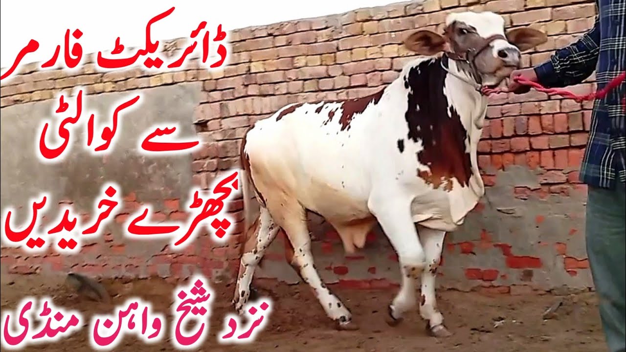 Cholistani Ablk Patele Bachre For Qurbani 2026 Near Sheikhwahan Cow Mandi || Global Village Farming 