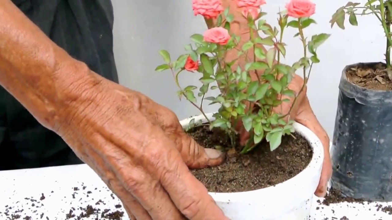 Cultivo de rosas en miniatura