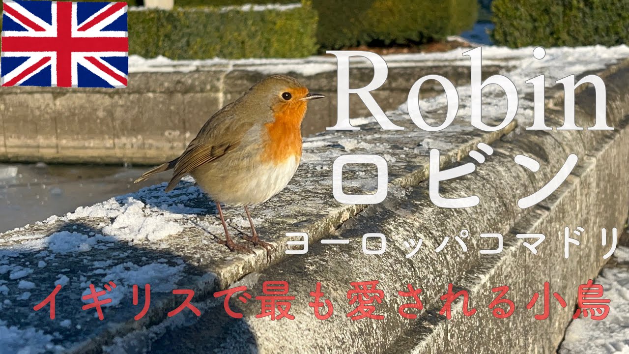 🐤ロビン/ Robin / ヨーロッパコマドリ / イギリス人に愛される野鳥/ロビンと戯れる真冬のひととき/ 雪景色Kew Gardens