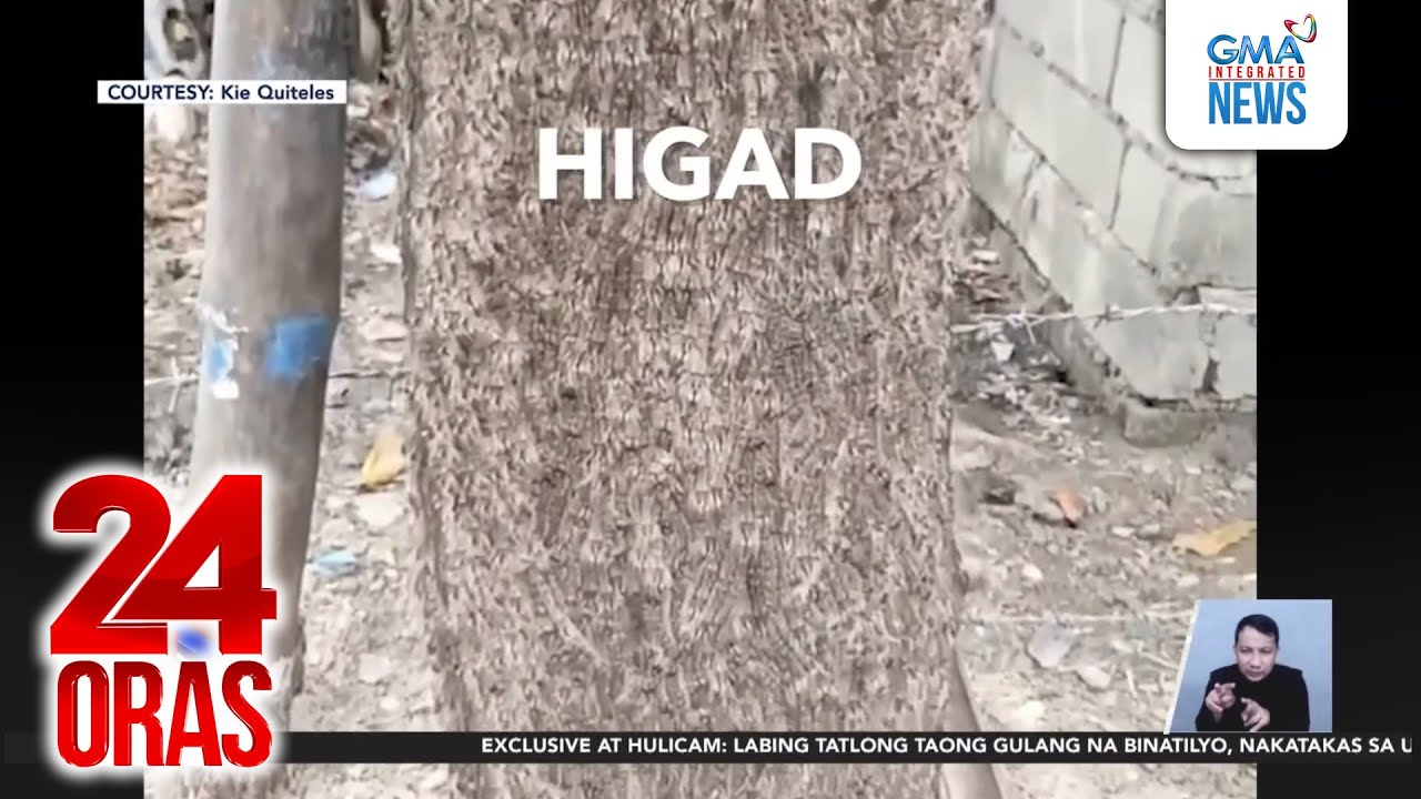 Puno, napuno ng higad o caterpillar | 24 Oras