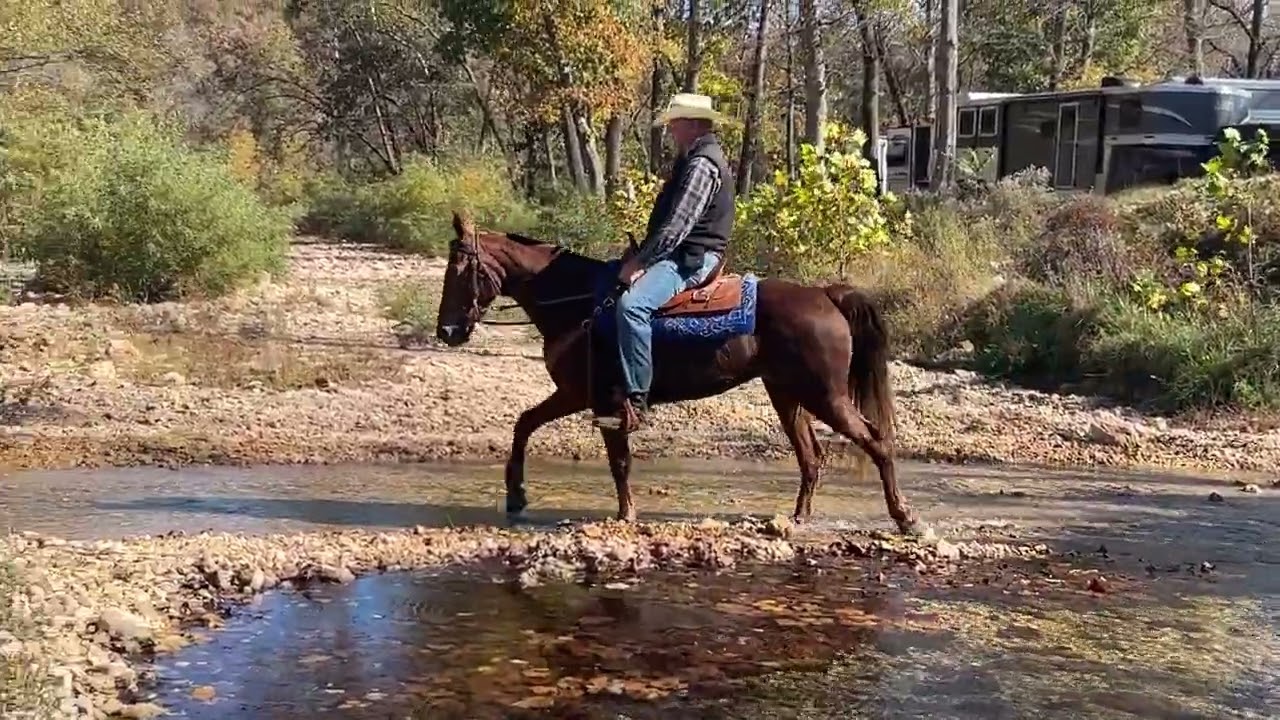 Registered MFTHBA (Missouri Foxtrotter) Gaited/Trail/Show/Ranch Mare For Sale