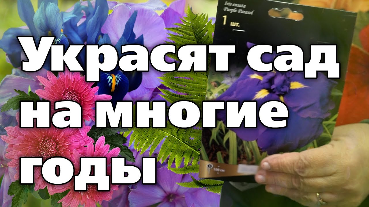 Модные растения для красоты. Выбираем саженцы многолетних цветов
